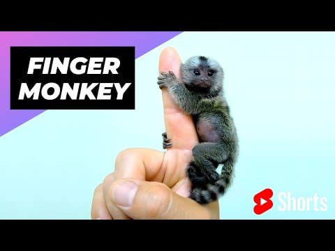 Finger Monkey - Pygmy Marmoset 🐒 The Smallest Primate In The World #shorts