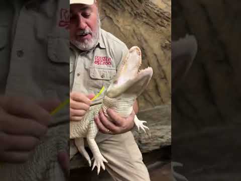 Rare Albino Alligator Loves Her Scrubs 🐊 #shorts #animals #reptile #giant #dinosaur #alligator
