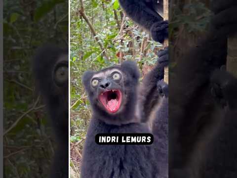 Weird sounds of different primates #monkey #wildlife #nature #animals #shorts