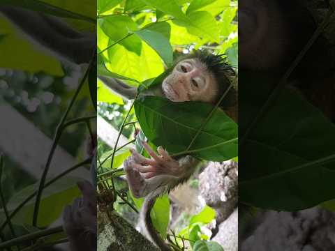 monkey trap - primates #shorts