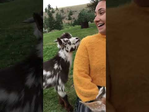 The Singing Goat #animals #babyanimals #pets #goat #animalshorts #funny
