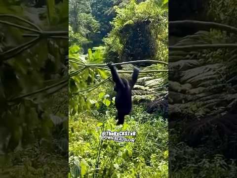 Parachuting Primate! #shorts by RxCKSTxR