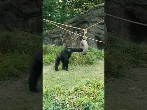 Language of love. #gorilla #dallaszoo #primate #shorts